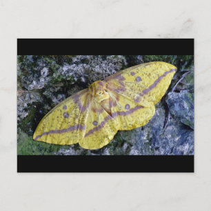 Imperial Moth-vykort. Vykort