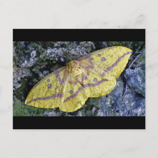 Imperial Moth-vykort. Vykort