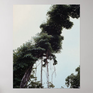 Imponera träd och vines i djungel poster