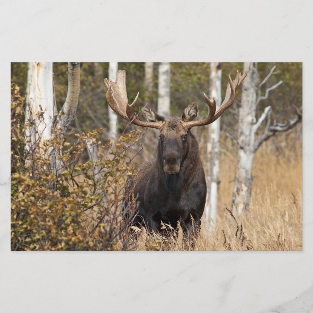 Imponerande älg brevpapper (Framsida)
