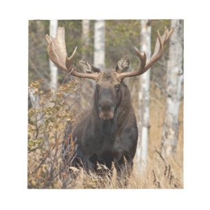 Imponerande Bull Moose Anteckningsblock