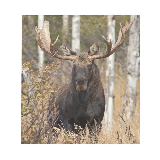 Imponerande Bull Moose Anteckningsblock (Framsida)