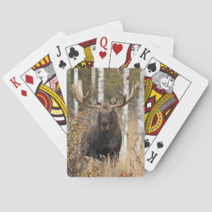 Imponerande Bull Moose Casinokort