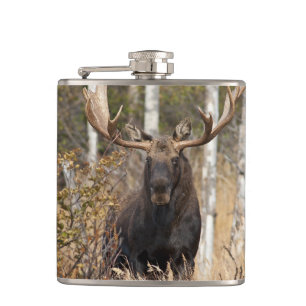 Imponerande Bull Moose Fickplunta