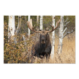 Imponerande Bull Moose Fototryck