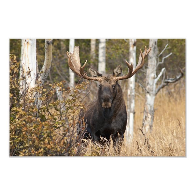 Imponerande Bull Moose Fototryck (Framsidan)