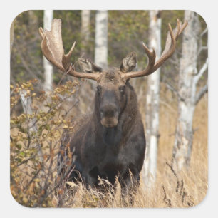 Imponerande Bull Moose Fyrkantigt Klistermärke