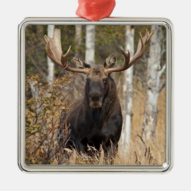 Imponerande Bull Moose Julgransprydnad Metall (Framsidan)