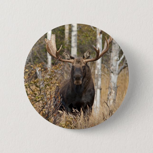 Imponerande Bull Moose Knapp (Framsida)