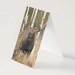 Imponerande Bull Moose Kort