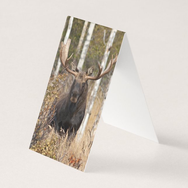 Imponerande Bull Moose Kort (Framsida)
