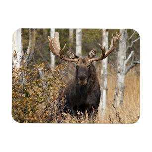 Imponerande Bull Moose Magnet