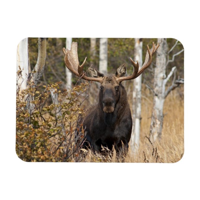 Imponerande Bull Moose Magnet (Horisontell)