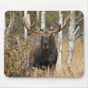 Imponerande Bull Moose Musmatta