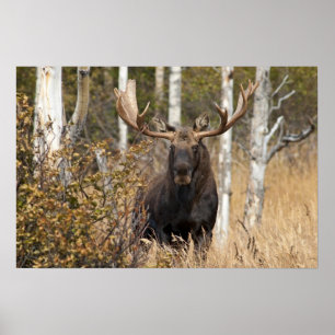 Imponerande Bull Moose Poster