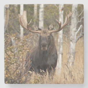 Imponerande Bull Moose Stenunderlägg