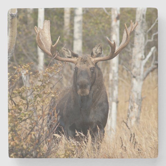 Imponerande Bull Moose Stenunderlägg (Framsidan)