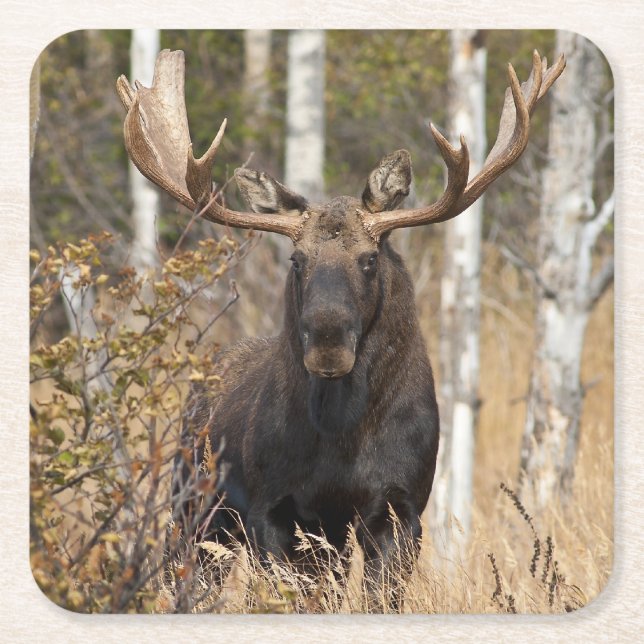 Imponerande Bull Moose Underlägg Papper Kvadrat (Framsidan)
