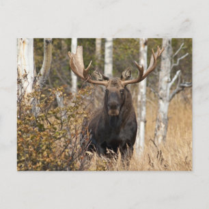 Imponerande Bull Moose Vykort