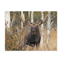 Imponerande Bull Moose