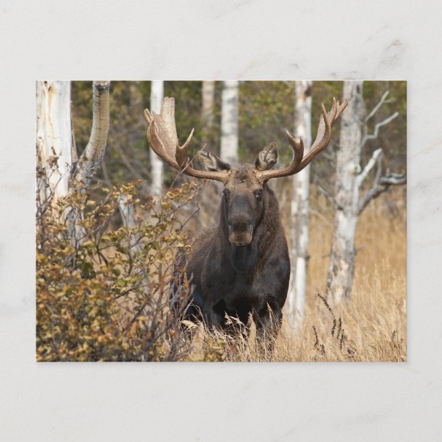 Imponerande Bull Moose Vykort (Framsida)
