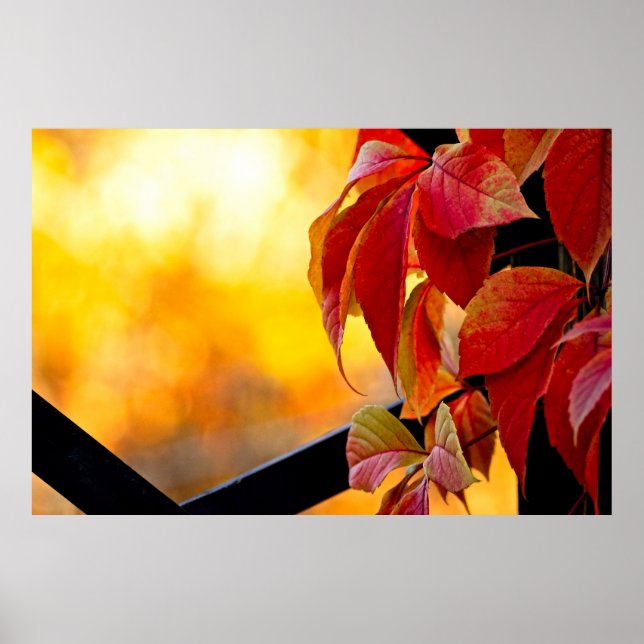 Imponerande löv av röda vindruvor i höstträdgården poster (Framsidan)