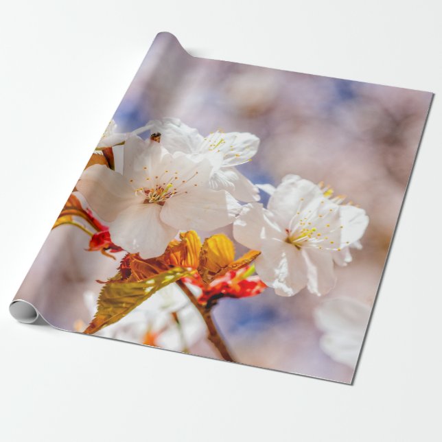 Imponerande Sakura-blommor på en sunnimusdag Presentpapper (Utrullad)