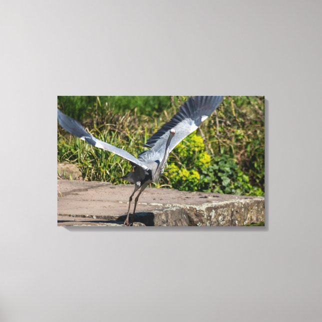 Imposanter Graureiher hebt ab Canvastryck (Framsida)