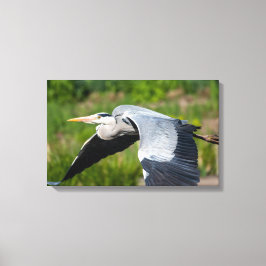 Imposanter Graureiher mit weiten Schwingen Canvastryck