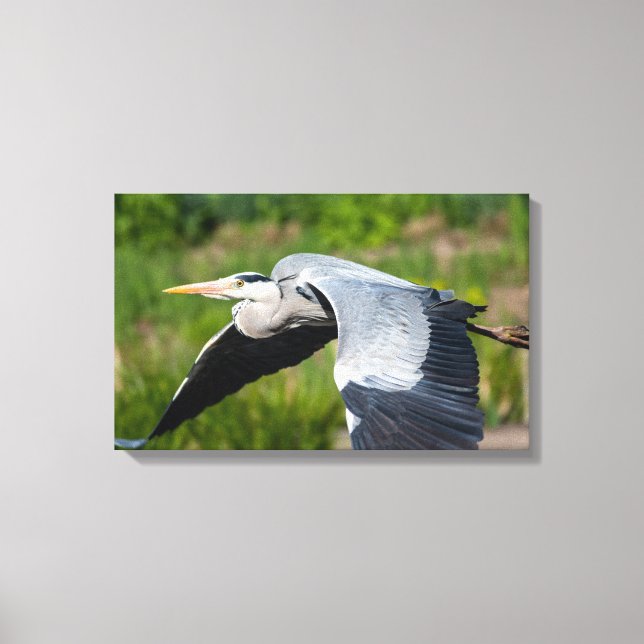Imposanter Graureiher mit weiten Schwingen Canvastryck (Framsida)