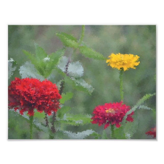 Impressionistiska Zinnias Fototryck (Framsidan)