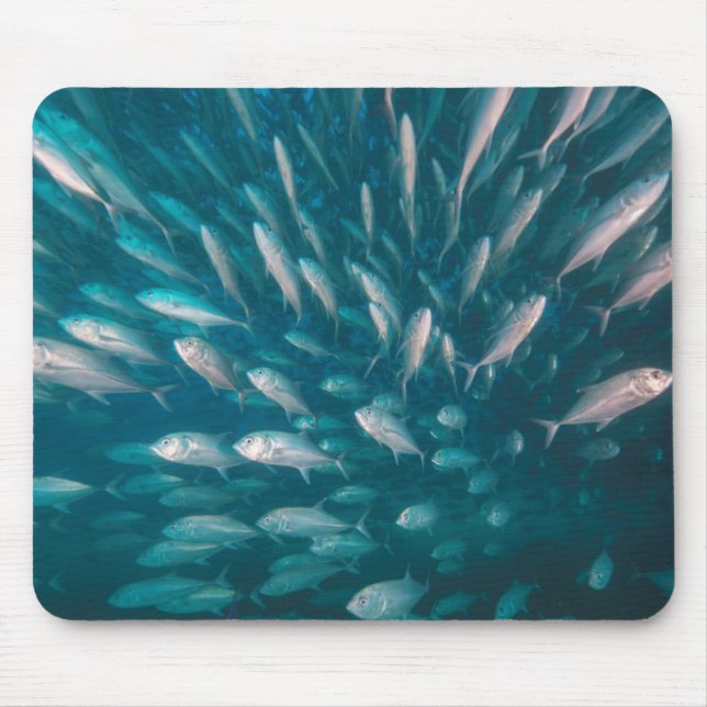 In i jackarna musmatta (Framsidan)