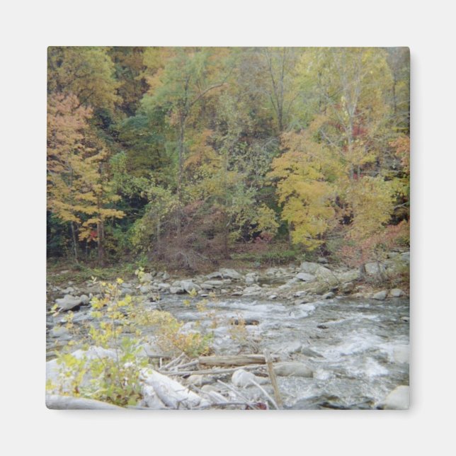 In i skogen magnet (Framsidan)