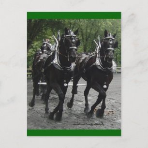 In Step - Draft Horses Vykort