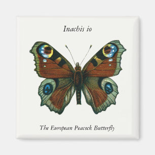 Inachis io - European Peacock Butterfly Magnet