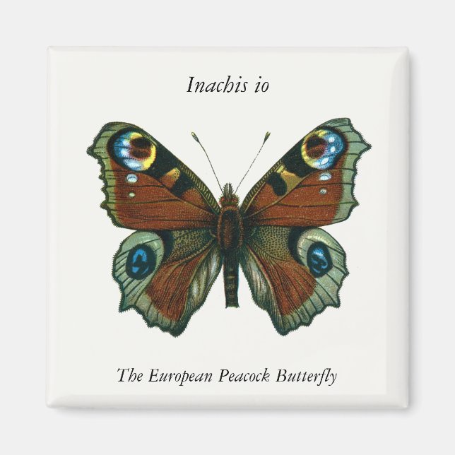 Inachis io - European Peacock Butterfly Magnet (Framsidan)
