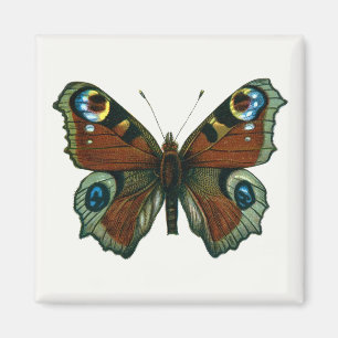 Inachis io - European Peacock Butterfly Magnet