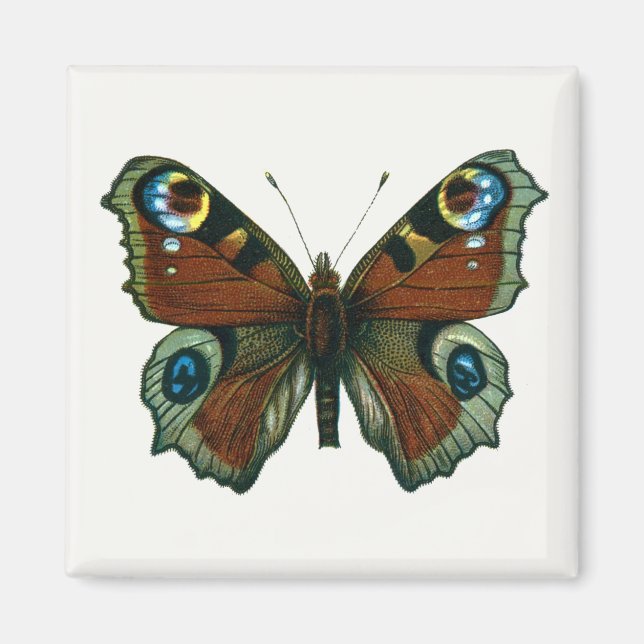 Inachis io - European Peacock Butterfly Magnet (Framsidan)