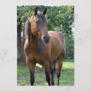 Inbjudan för fjärdThoroughbredhäst