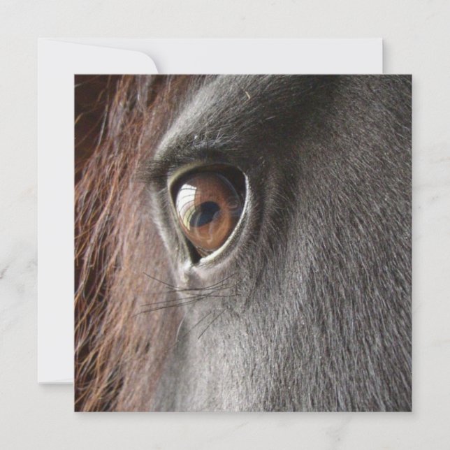 Inbjudan för Friesianhästöga (Framsida)