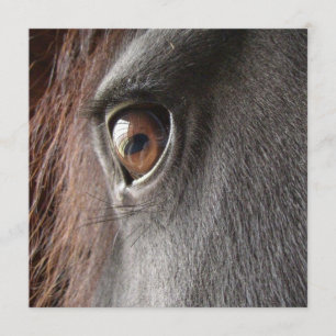 Inbjudan för Friesianhästöga