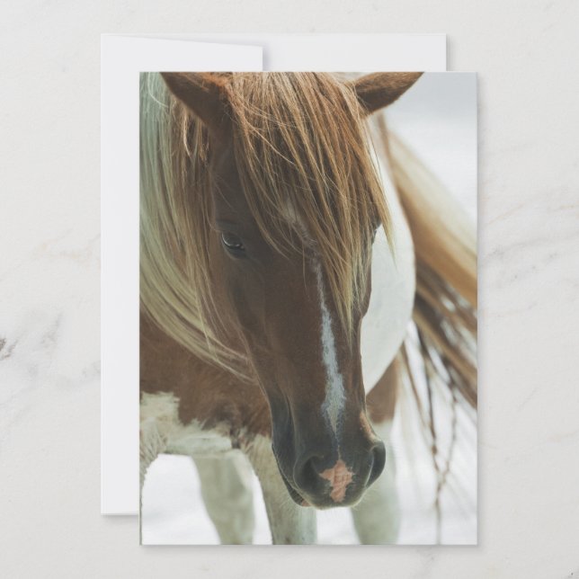 Inbjudan för Mustangvildhäst (Framsida)