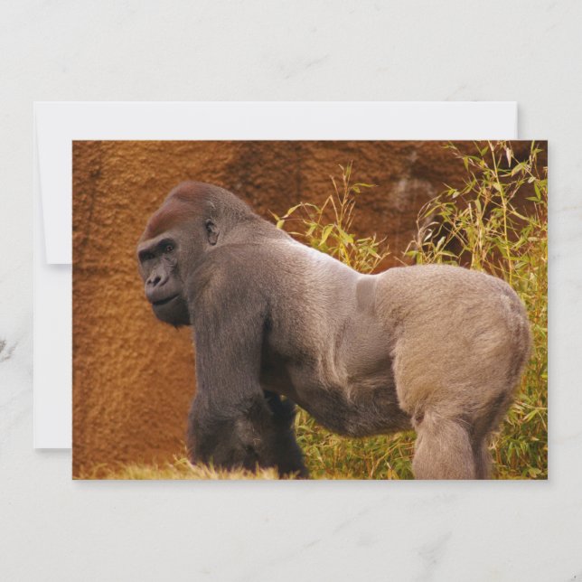 Inbjudan för Silverbackgorillafoto (Framsida)