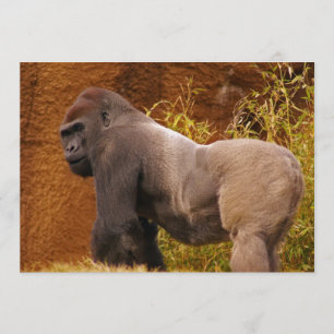 Inbjudan för Silverbackgorillafoto