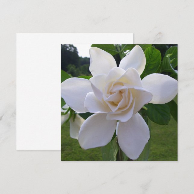 Inbjudan - naturligt godis Gardenia (Fram/baksida)