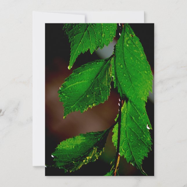 Inbjudan till Almond Träd Lövs (Framsida)