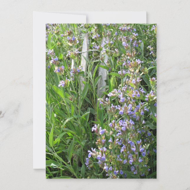 Inbjudan till Anpassningsbarna Blue Sage Flowers (Framsida)