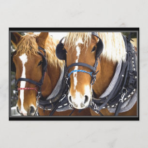 Inbjudan till Clydesdale Draft Horse