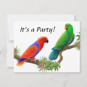 Inbjudan till Eclectus Birds
