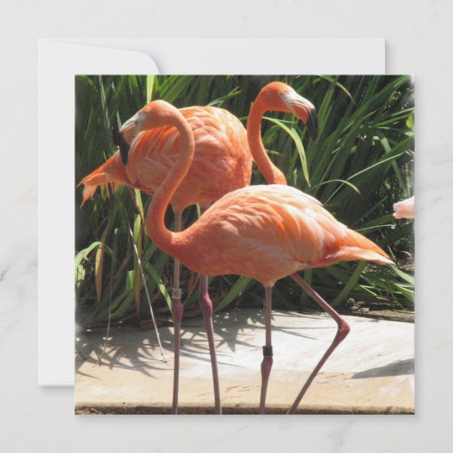 Inbjudan till Flamingo Flock (Framsida)